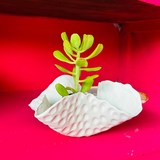 Trinket Dish/Succulent Pot @ Prospect Rd Studio | Clay Workshop